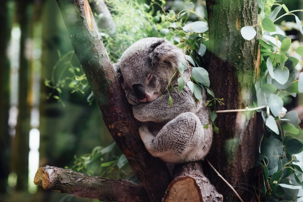 Koala bear hugging a tree