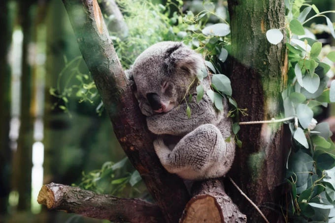 A koala hugging a tree