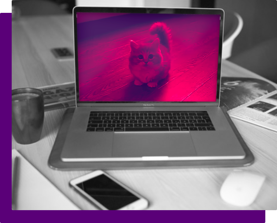 photo of a cat on a computer
