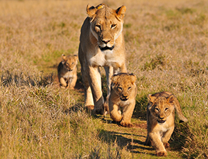 a lion and her cubs