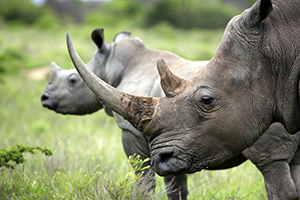 Rhinoa
