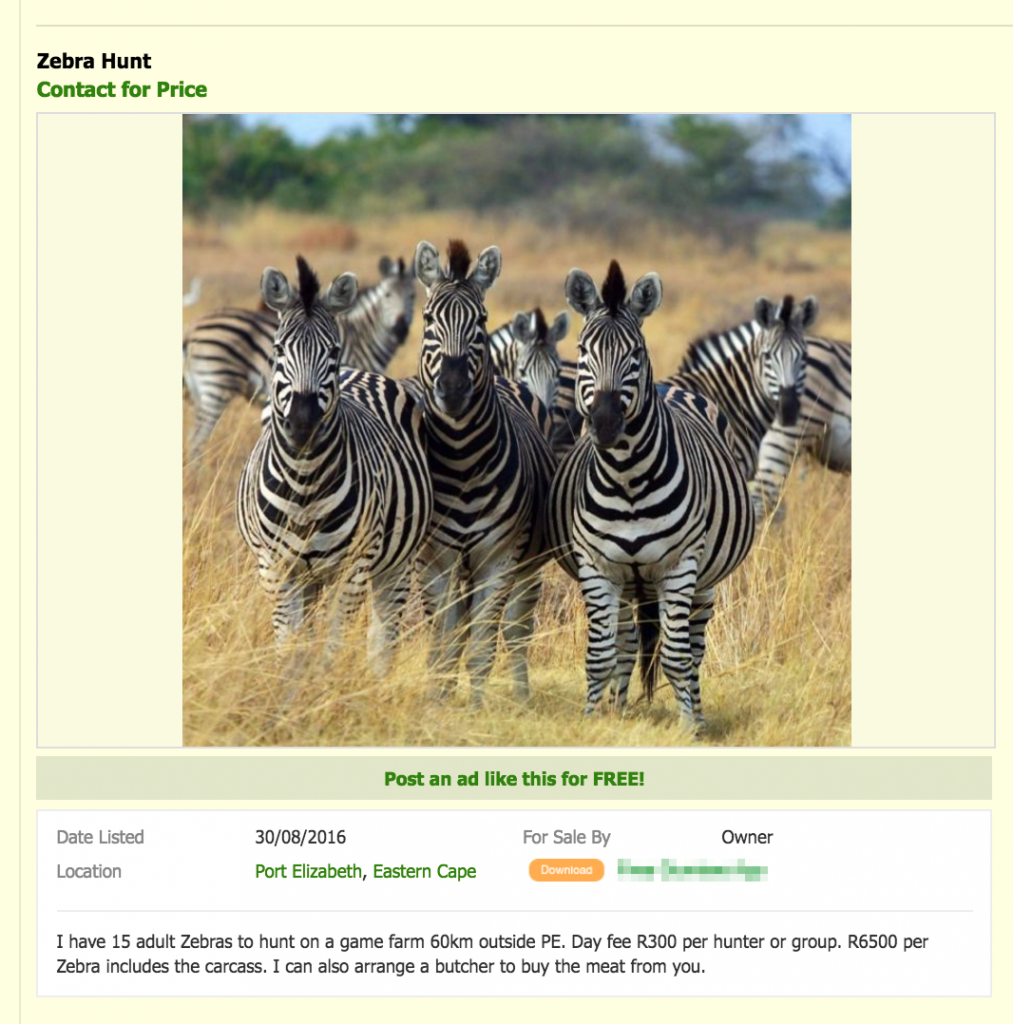 zebras